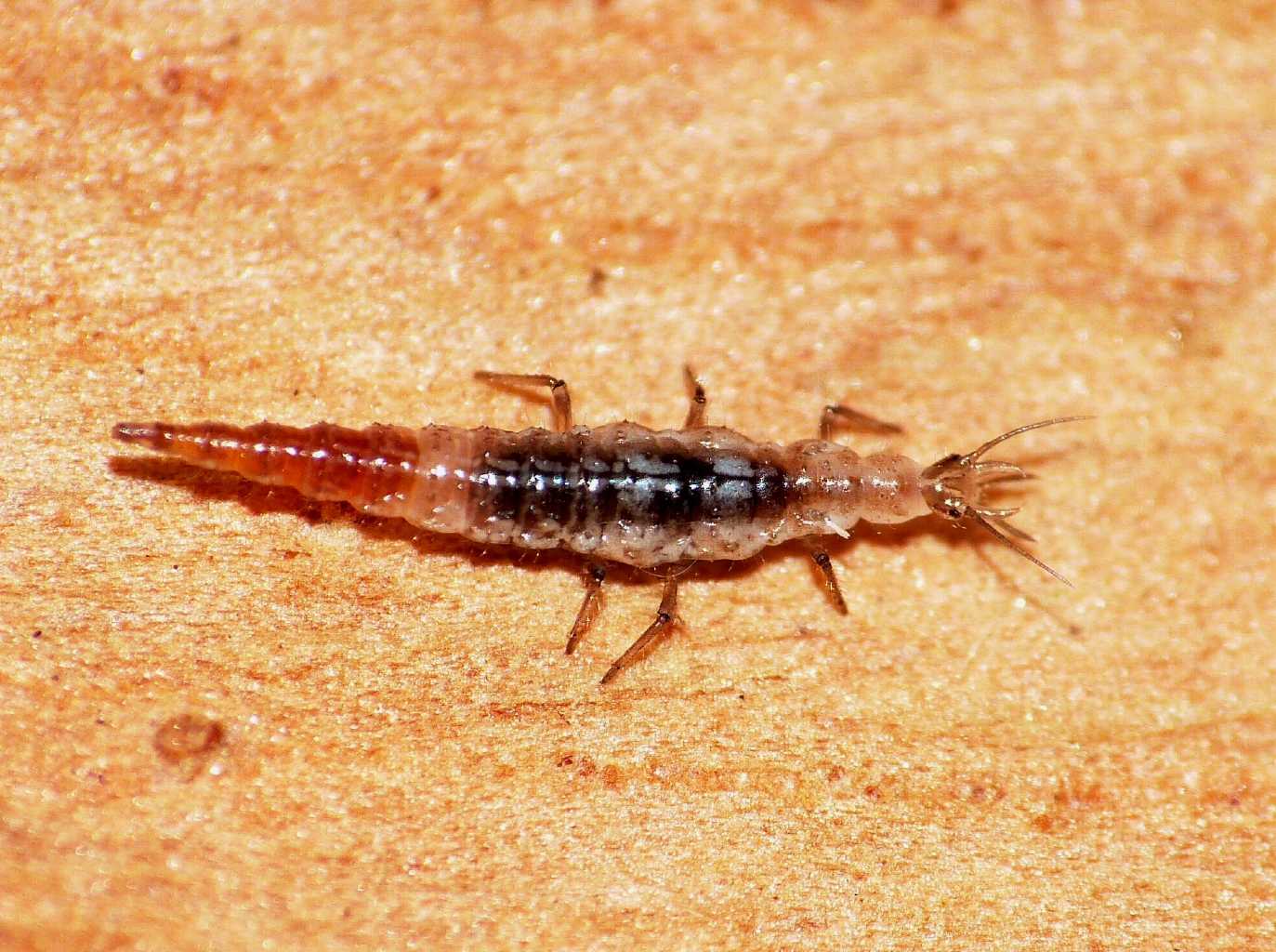 Larva di Hemerobiidae:  Micromus cfr. angulatus - Ostia (RM)